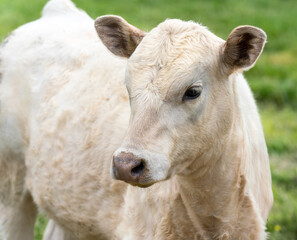 A sweet little white calf standing in a field. Close up photo of her face, as she looks to the side you can see her long white eyelashes.