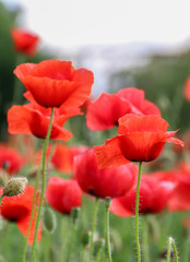 Fototapeta premium Beautiful red poppies field in springtime landscape