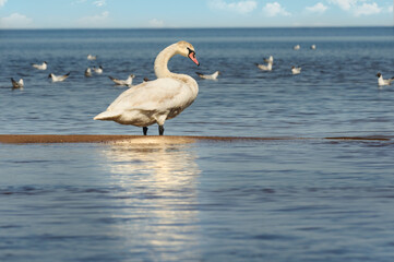 Fototapeta na wymiar Swan on the sea on a sunny day. Selective focus