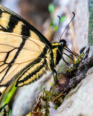 Eastern Tiger Swallowtail Butterfly, Papilio glaucus, closeup, as it sips water from wet moss. Beautiful yellow and black butterfly is native to the Eastern US and parts of Canada.