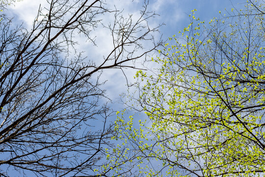 Branches of dry trees without leaves and branches with leaves on the same background of blue sky; branch frame, photo from bottom to top