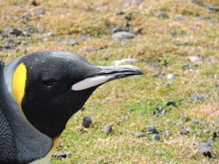 Naklejka premium Pingüino Real (Aptenodytes patagonicus) descansando en Kerguelen