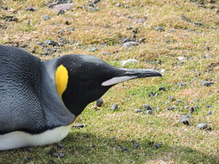 Pingüino Real (Aptenodytes patagonicus) descansando en Kerguelen