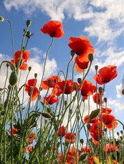 Red poppy flowers against the sky. Shallow depth of field