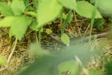 A slow-worm hiding in the grass