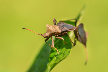 close up of mating Rhaphigaster nebulosa , bugs in a garden