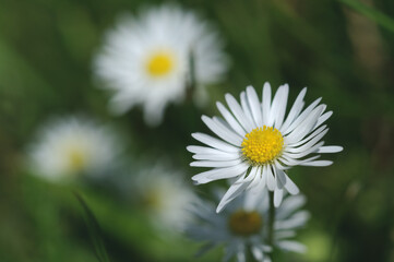 Chamomile flower on a blurred background. Selective focus with copy space