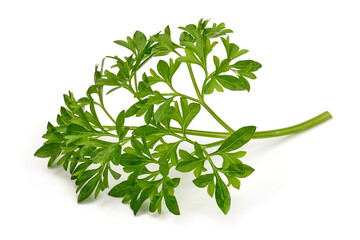 Parsley leaf, isolated on white background. High resolution image.