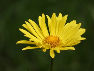 Leopard's bane (Doronicum orientale) - close up of yellow daisy-like flower head, Poland