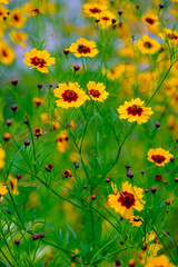 近所の公園に咲くハルシャギクの花。春から初夏にかけて河川敷や公園など身近なところで咲いている。黄色い花びらの根本部分が濃い紅色になっていて、蛇目模様が特徴的。つぶらな瞳のよう。花言葉は「一目惚れ」「いつも愉快」