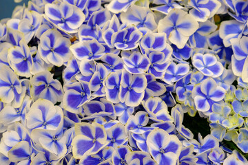 鬱陶しい梅雨の時期に爽やかな印象で楽しませてくれる紫陽花。品種はドリップブルー。青と白のコントラストが涼しげ。