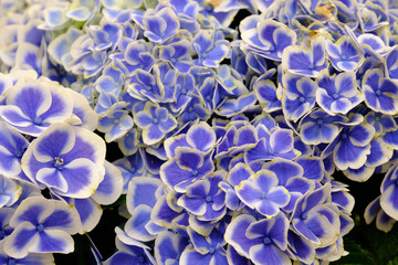 鬱陶しい梅雨の時期に爽やかな印象で楽しませてくれる紫陽花。品種はドリップブルー。青と白のコントラストが涼しげ。ブルーと白の紫陽花の花言葉は「辛抱強い愛情」「寛容」