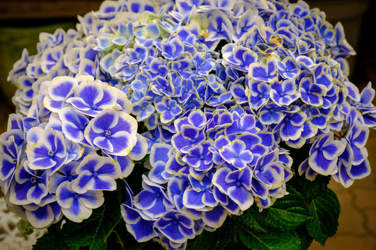 青 辛抱強い愛情 Images Browse 73 Stock Photos Vectors And Video Adobe Stock