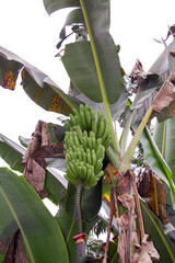 banana tree in the ecuadorian jungle