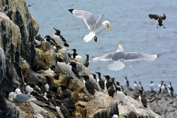 Gabbiani sulla scogliera