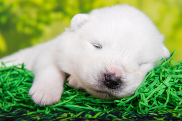 White small Samoyed puppy dog on green grass background