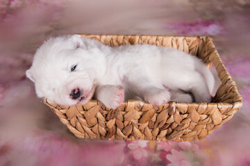 White fluffy small Samoyed puppy dog in the basket