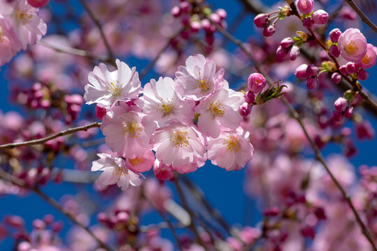 Prunus sargentii accolade sargent cherry flowering tree branches, beautiful groups light pink petal flowers in bloom and buds © Iva