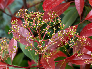 Spring,wild flowering of plants, awakening in nature, young flowers and shoots of trees with leaves...