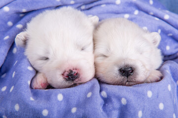 Two small two weeks age cute white Samoyed puppies dogs