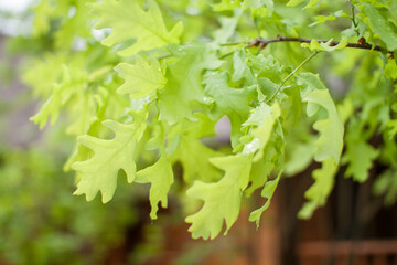 Delicate fresh green oak leaves in the park on a spring sunny day. High quality photo