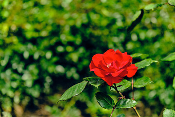 red rose in garden