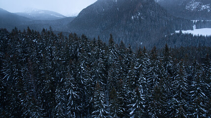 Mountains forest with dark mood without sun with evening fog. Bad mood creepy mysterious forest in...