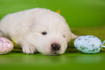 White small Samoyed puppy dog with eggs on Easter