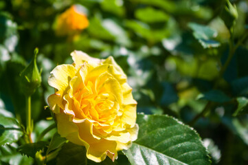 Colorful lovely rose flower close-up, early spring on a warm sunny day, bright beautiful background.