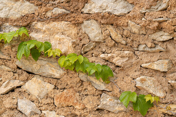Old stone wall with green ivy as background.Copy space.