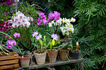 Fototapeta na wymiar Colorful orchid flowers in the summer garden.