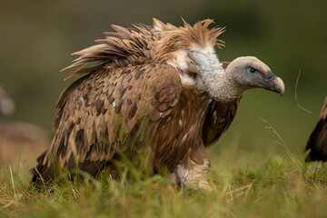 Griffon Vulture (Gyps fulvus) portrait, Castile and Leon, Spain.