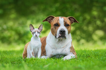 Little kitten and dog together in summer. Friendship of American staffordshire terrier dog and cornish rex kitten.