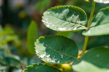 Water drops after rain on the leaves of a dwarf mountain ash close-up, early spring on a warm sunny day, a bright beautiful background.