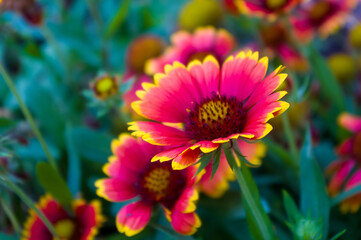 pollination by bees colorful flowers Gaillardia in the garden
