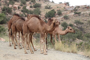 Camels in Lebanon Mountain at Al-Hada