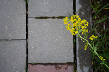 yellow rape flower on a concrete pavement background