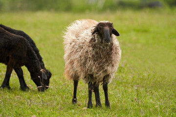 Fototapeta premium A curly-haired sheep in a green pasture. Next to her, two sheep graze in the background. Selective focus.