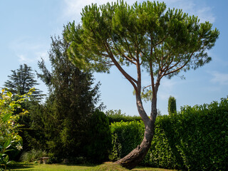 twisted Mediterranean pine tree in French Riviera in summer
