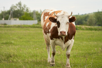 Rural landscape. A full-length red and white cow in a summer pasture. Copy space.