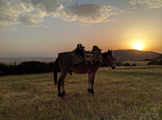 Fototapeta na wymiar horse in the sunset