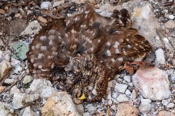 A dead bird on a construction site