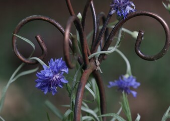 bachelor's button blue wildflowers 