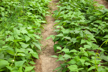 beans in the greenhouse