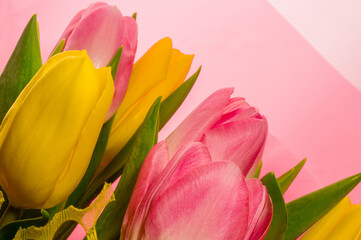 Background for a greeting card - a bouquet of fresh pink and yellow tulips