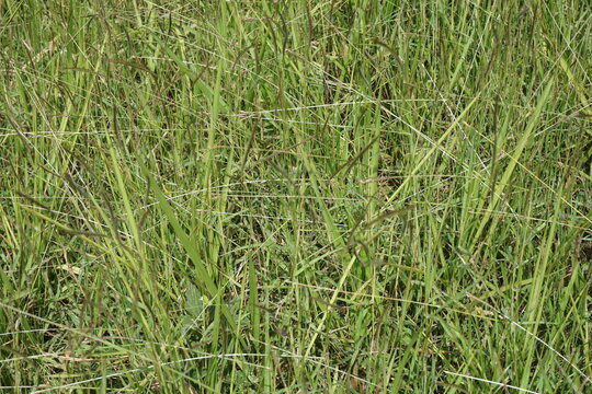 Cogon grass with a natural background. 