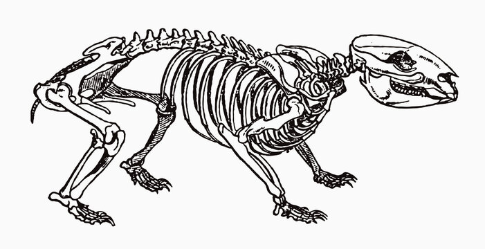 Common wombat vombatus ursinus skeleton in profile view, after antique engraving from the 19th century