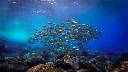 Artistic underwater photo of school of fish