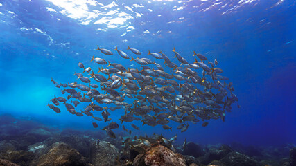 School of fish over the reef