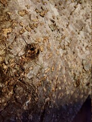 Wood texture
